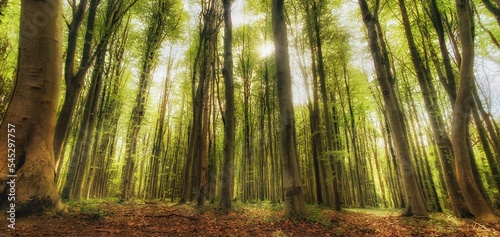 sunlit woods © Jolyon Rogers