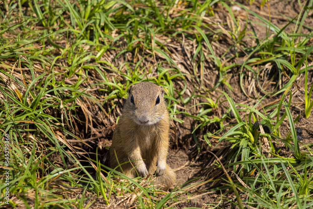 groundhog obecny small cute rodent in the meadow