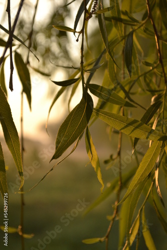 leaves in the sun