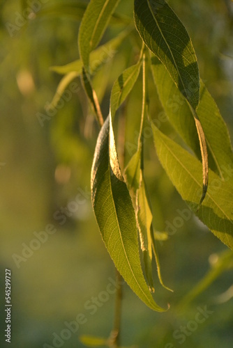 leaves in the sun