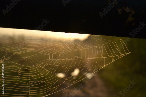 spider web with dew drops