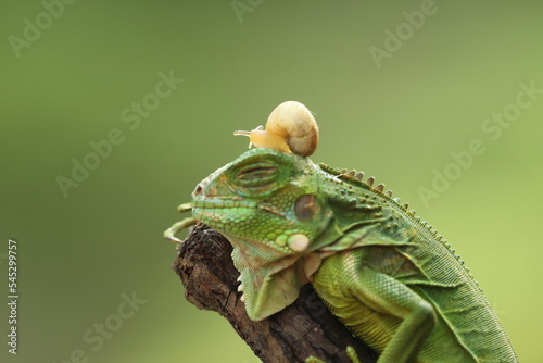 green iguana with a small snail on its head