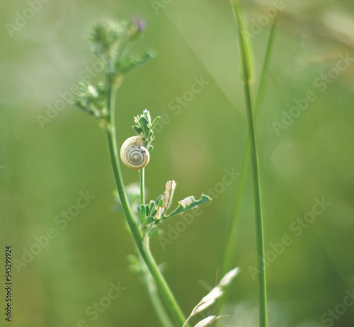 Creamy shell of land snail on green blade of grass on green background. Wildlife green background. Shell hang on green grass stem. Macro of mollusc. Summer meadow. Snail closeup. Shell whorls.