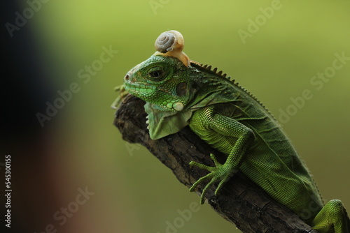 Green iguana with a small snail on its head against a green background