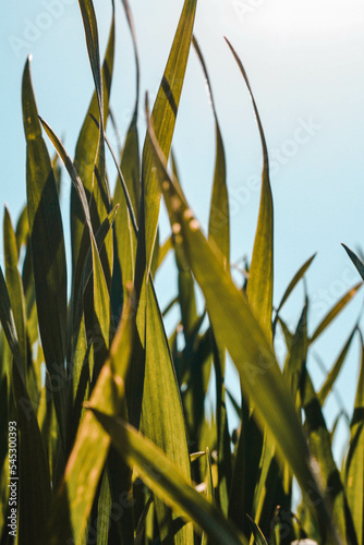 green grass
