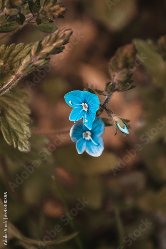 blue flowers 