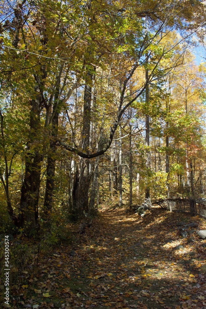 Fall Memories Fall Memories