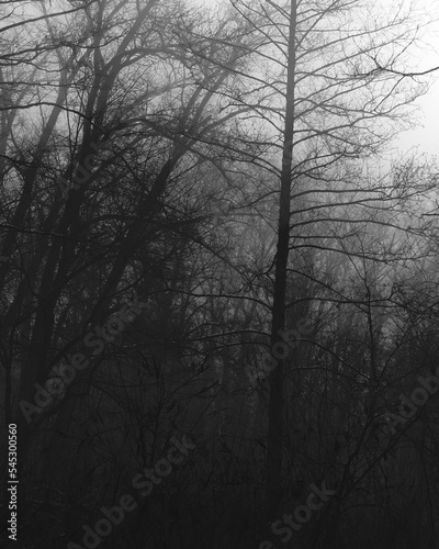 Dark foggy forest atmosphere, gloomy woods 