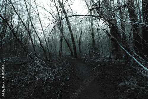 Path in a dark winter forest  atmospheric horror woods  gloomy mood