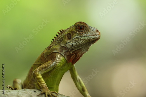 close-up of an iguanan's face against a green background © ridho