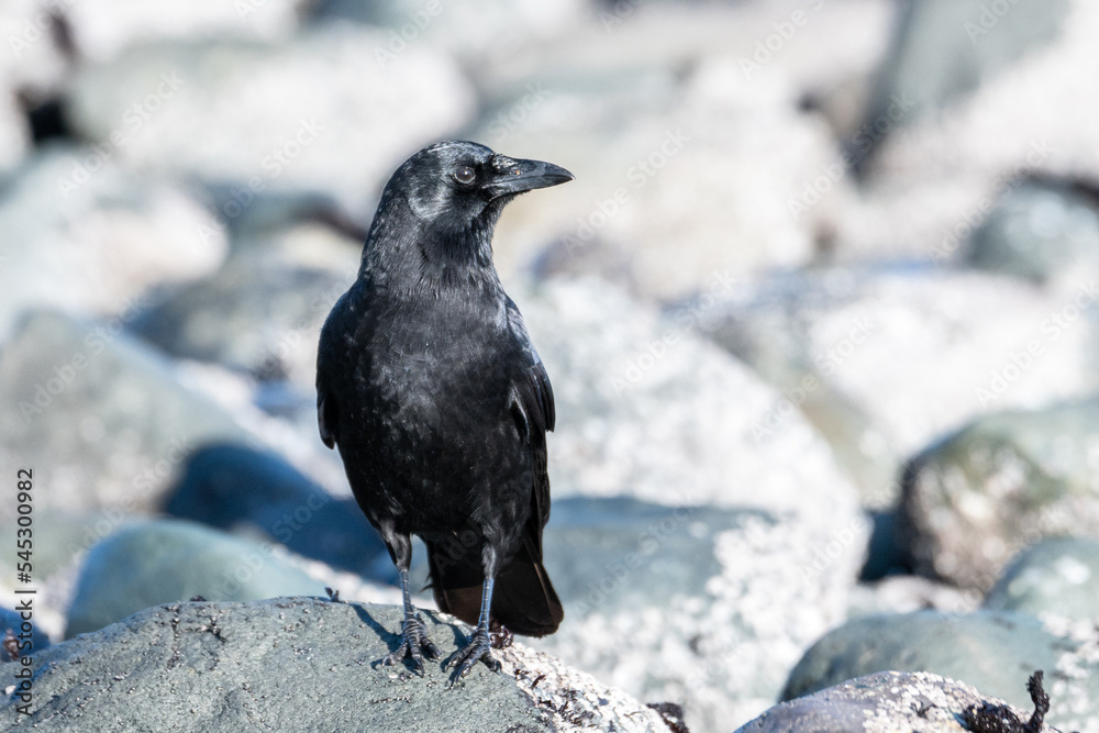 American crow on rocky shoreline, Vancouver Island, Canada American crow on rocky shoreline, Vancouver Island, Canada