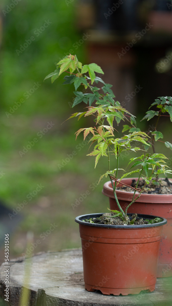garden
bonsai
Young tree
colombia
plants
gardener
pots

