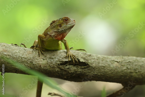 an iguana on a wood with a green background