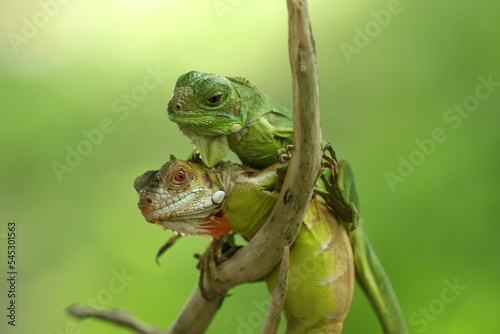 two iguanas overlapping on a green background