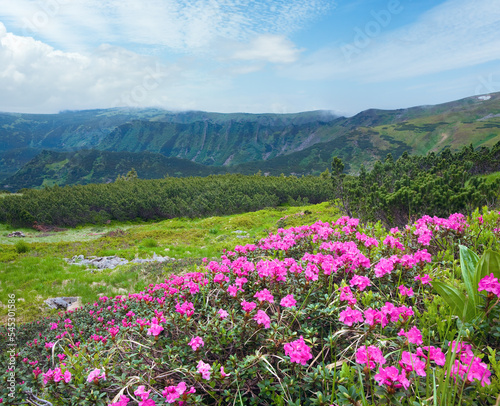 Pink rhododendron flowers on summer mountainside  Ukraine  Carpathian Mountains 