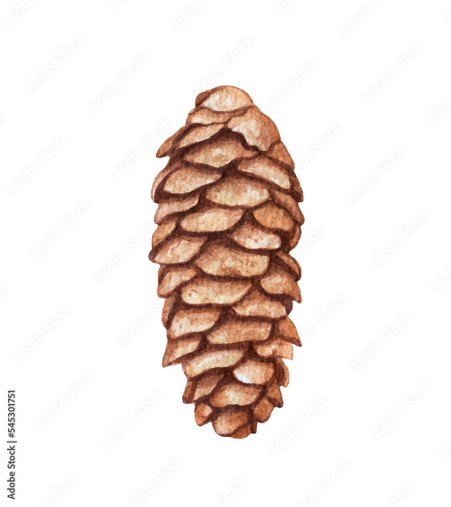 Watercolor spruce cone isolated on white background. Watercolor spruce cone isolated on white background.