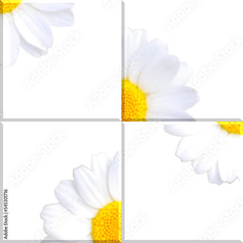 Illustrazione di una bella margherita di colore bianca e gialla