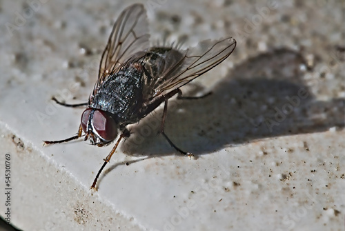 Une mouche en gros plan macrophotographie © feuerpferd1111