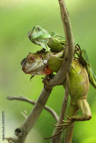 two iguanas overlapping on a green background