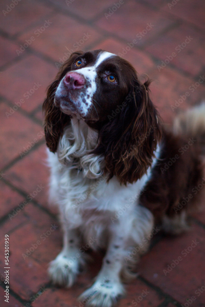 english cocker spaniel english cocker spaniel