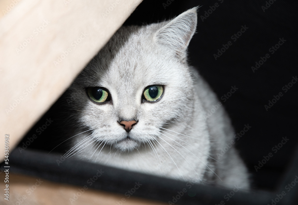 gray scottish kitten with green eyes peeks curiously out of the box
