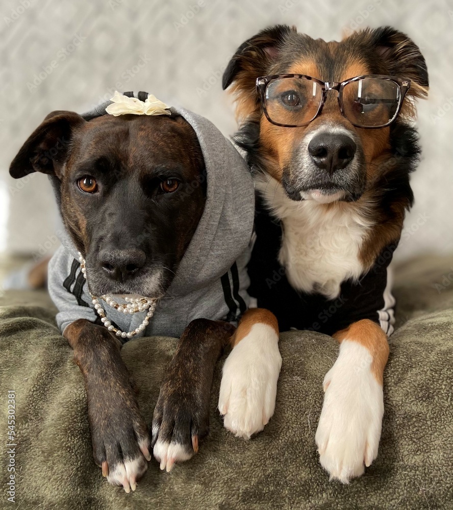portrait of dogs in costumes