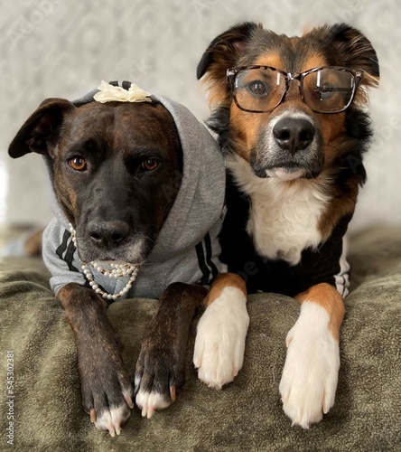 portrait of dogs in costumes