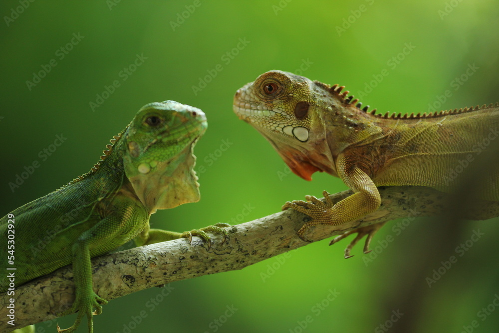 Fototapeta premium two iguanas facing each other on a green background 