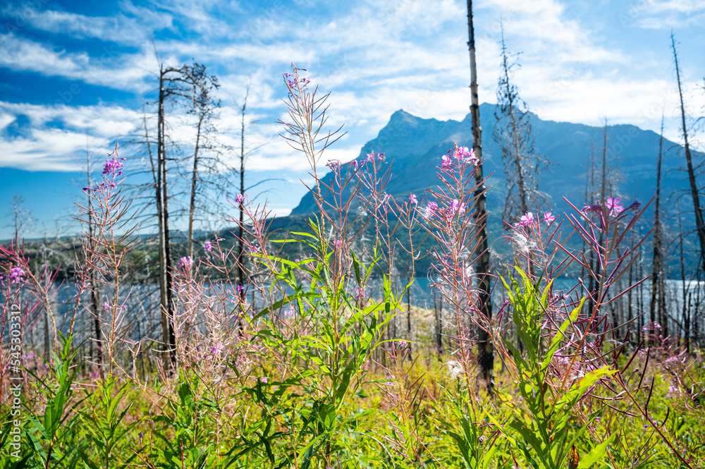 Fireweed growing after wild fire in front of mountain,  Waterton Lakes National Park, Alberta Canada