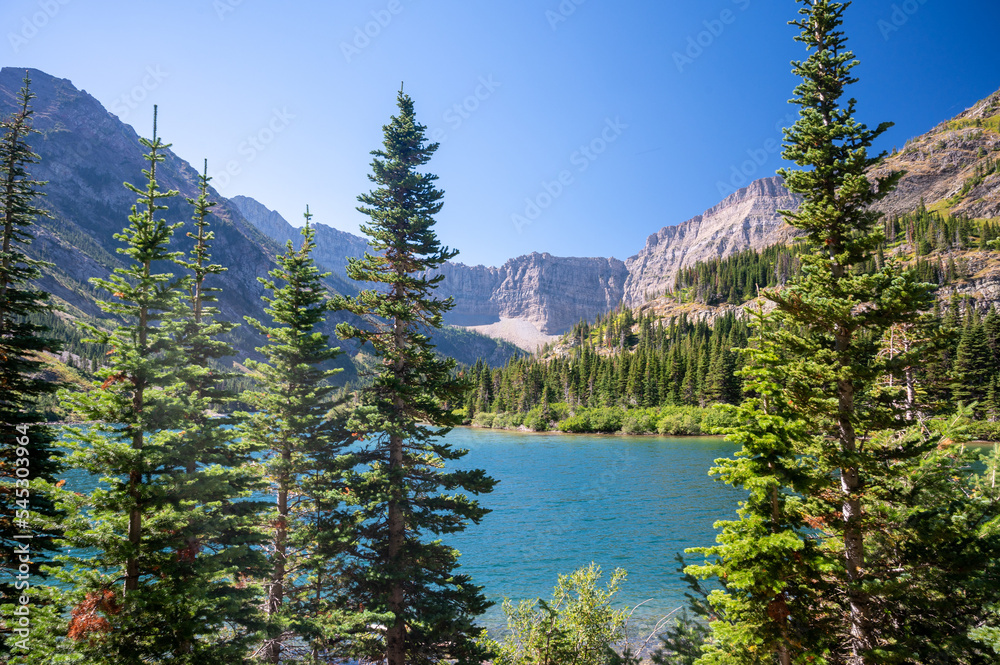 Spruce trees at Bertha Lake in Summer, Waterton Lakes National Park, Alberta Canada Spruce trees at Bertha Lake in Summer, Waterton Lakes National Park, Alberta Canada