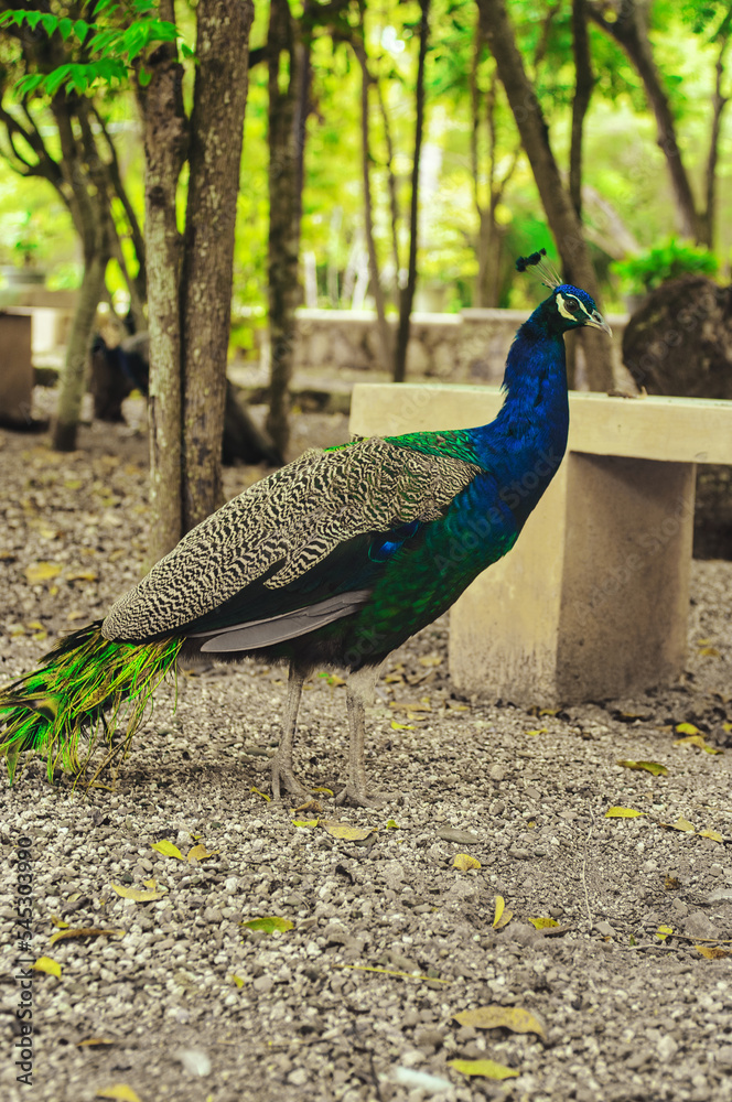 Beautiful peacocks with blue and green feathers walking in the park together with other animals Beautiful peacocks with blue and green feathers walking in the park together with other animals