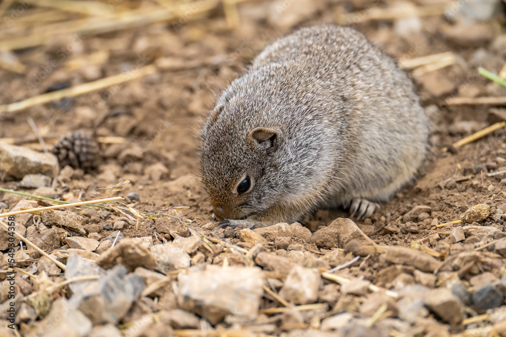 Uinta Ground Squirrel is eating, Yellowstone National Park Uinta Ground Squirrel is eating, Yellowstone National Park