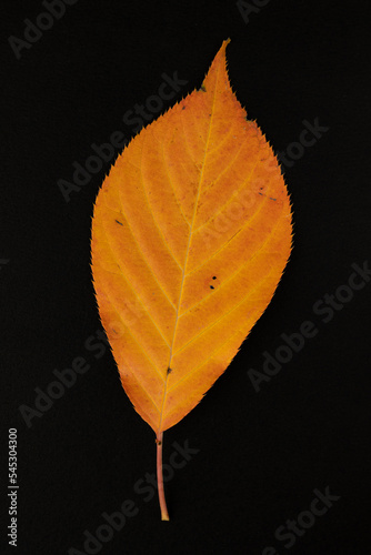 Autumn leaf on a dark background.