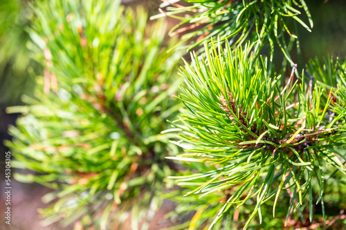 Lodgepole pine branches and needles closeup