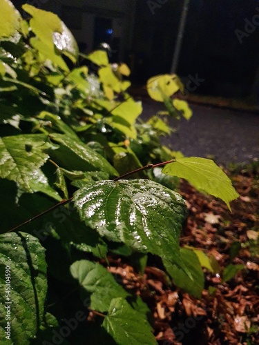 rain dew leaves on the ground