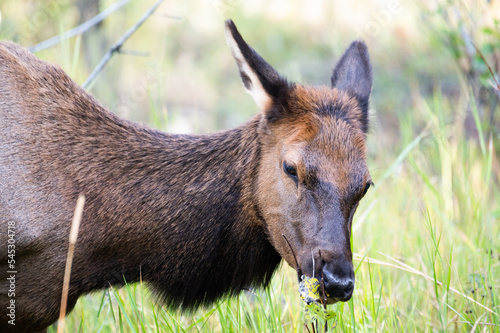 Female elk earting plants, Banff National Park photo