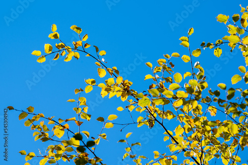 Yellow leaves on birch shrub in fall