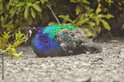 Beautiful peacocks with blue and green feathers walking in the park together with other animals