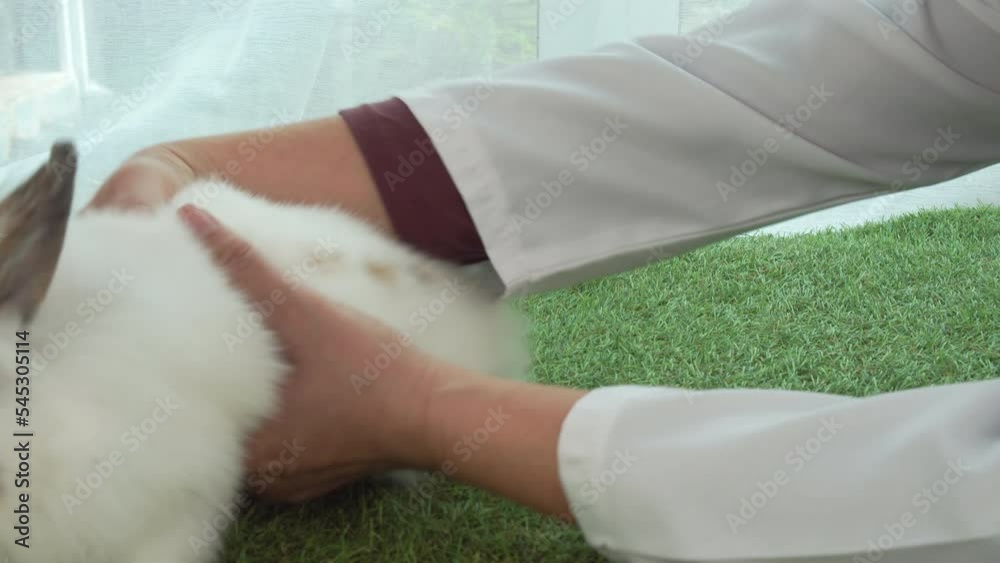 Wideo Stock Veterinarian woman using magnifying glass check up or