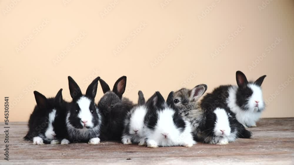 Family healthy baby rabbits bunny playful together on wooden table