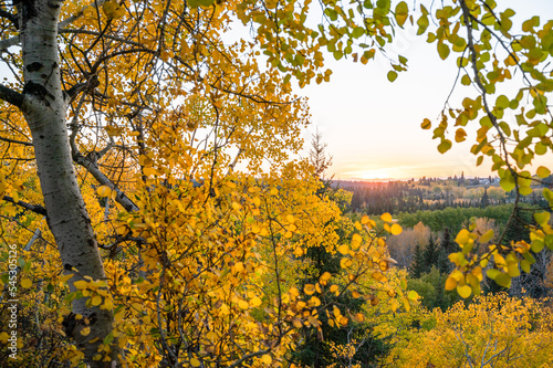 Yellow aspen trees surround view of hills, Fish Creek Provincial Park, Calgary, Alberta
