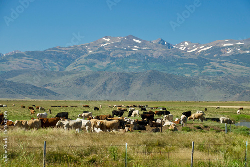 large herd of cattle grazing in sunny grass field