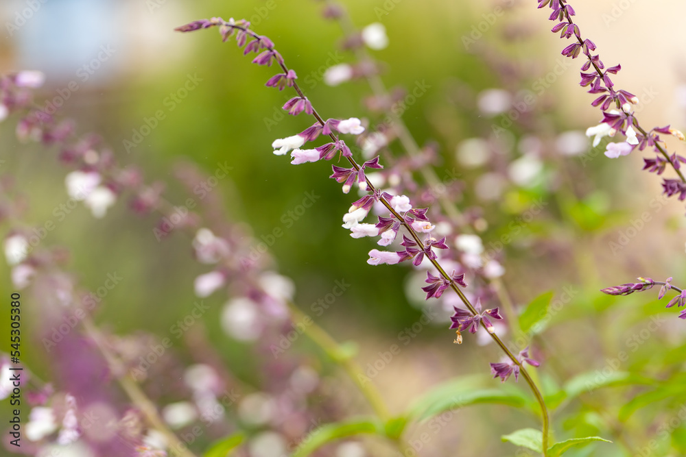 Close-up of Violet salvia blossoms in garden. Salvia Phyllis Fancy or Salvia leucantha chiapensis flowering blossom. Close-up of Violet salvia blossoms in garden. Salvia Phyllis Fancy or Salvia leucantha chiapensis flowering blossom.
