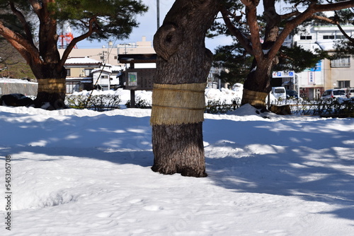 害虫駆除 松のこも巻き photo