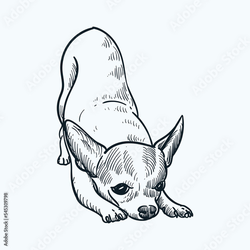 Vintage hand drawn yoga chihuahua