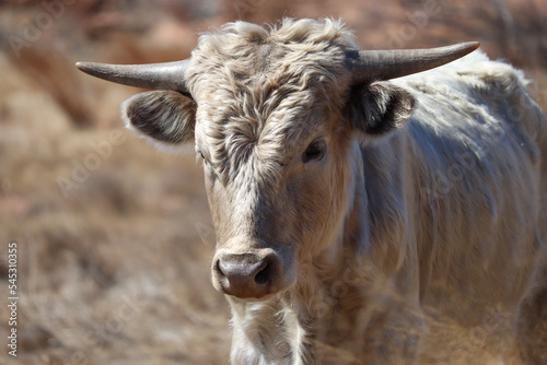 portrait of a cow