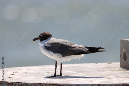 seagull on the beach