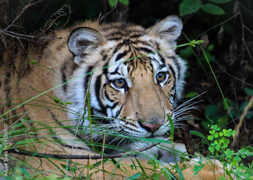 portrait of a tiger