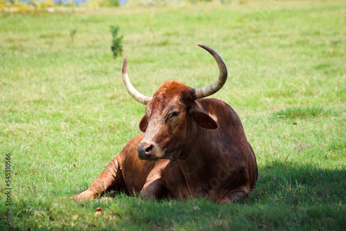 cow in a field