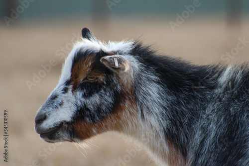 close up of a goat